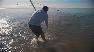 Seining Shrimp on Jekyll Island [upl. by Davin413]