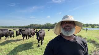 Rotational Grazing Herding Cattle from the North Pasture to the South Pasture [upl. by Bronwyn]