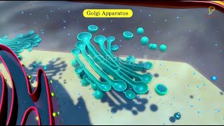 Practicallys Concepts  Golgi Apparatus  LearnPractically [upl. by Ihsorih]