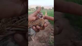 Female Quail Calling Karkari ki awaz [upl. by Osi80]