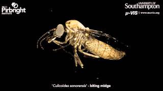 High resolution XRay CT imagining of a quotCulicoides sonorensisquot aka biting midge [upl. by Yenot962]