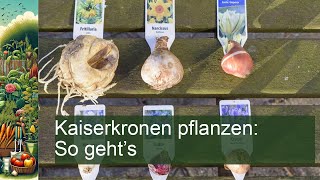 Kaiserkronen pflanzen So gehts [upl. by Eetnwahs]