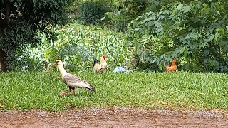 Aves silvestres e domésticas convivendo em São Domingos do Sul RS  101124 [upl. by Anavlys]