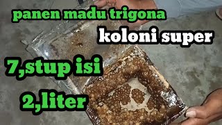 Koloni lebah trigona clypearis super madunya joooss [upl. by Aniez636]