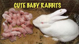 Day 5 The mommy rabbit is breast feeding to her baby rabbits [upl. by Ailes]