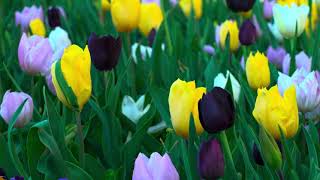 Tulip Festival Corbett Gardnes 2024  Bowral NSW [upl. by Nelaf]