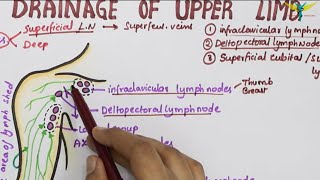 Lymphatic Drainage of Upper Limb  Lymph Vessels amp Lymph Nodes [upl. by Ycinuq67]