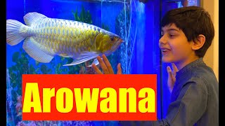 Dragon Fish  Arowana Aquarium  How to Buy Arowana  Rare Arowana Fish  Feeding Arowana goldfish [upl. by Bethanne]