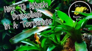 How To Attach Bromeliads In A Terrarium  Cuban Knight Anole Bioactive Setup [upl. by Kavita]