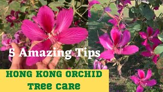 5 Amazing tips 2 grow Bauhinia 1🌳  HongKong orchid tree care [upl. by Nichani964]