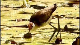 Combcrested Jacana at Sandy Camp Road Wetlands [upl. by Pomfret807]