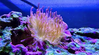 Explained Coloring Up A Bleached Bubble Tip Anemone [upl. by Hitoshi]