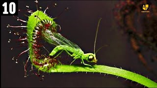 Top 10 Carnivorous Plants That Eat Animals [upl. by Kerstin40]