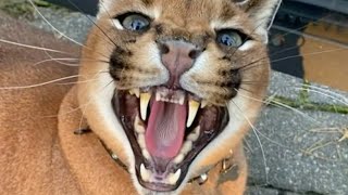 Caracal Pumba Hissing Compilation  Floppa [upl. by Scotti]