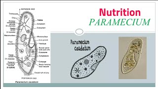 Nutrition in Paramecium [upl. by Ruyle]