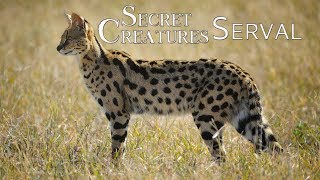 🐾 The Elusive Serval Africas LesserKnown Spotted Cat 🐆  Wildlife Conservation [upl. by Airemahs]