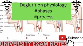 deglutition physiologyprocess of swallowing of foodmedicoscontent3135 [upl. by Atiz]