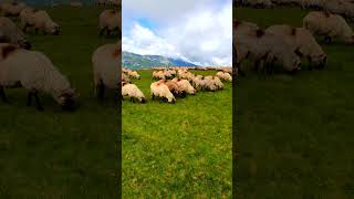 Munti Transalpina Romania mountains romania shorts nature [upl. by Meir]