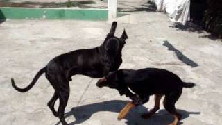 Great Dane vs Rottweiler Playing [upl. by Ajin]