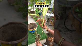 Propagating Dieffenbachia this monsoon 🍀 ashortaday gardening [upl. by Dde]