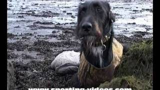 Gundogs working wildfowling dogs retrieving geese [upl. by Enohs]