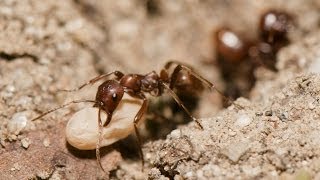 RAID DE FOURMIS ESCLAVAGISTES [upl. by Arakahs]