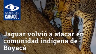 Jaguar que causa zozobra en comunidad indígena en Boyacá volvió a atacar [upl. by Cr194]