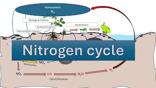 Nitrogen Cycle  Nitrogen fixation  NITRIFICATION  AMMONIFICATION DENITRIFICATION  ASSIMILATION [upl. by Nannarb145]