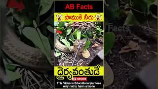 🐍పాముకి నీరు🐍 Snake drinking water telugufacts snake humanity shorts youtubeshorts abfacts [upl. by Broddy]