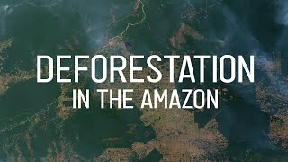 Deforestation in the Amazon quickly explained [upl. by Ynabe]