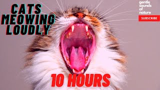 Cats Meowing Loudly 10 hours compilation [upl. by Inasah]