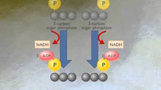 How Glycolysis Works HD Animation [upl. by Verdi]