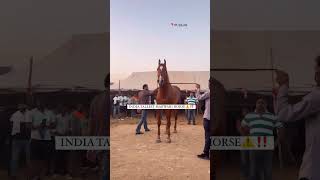 Stallion karamdev sire by drona at pushkar fair [upl. by Hawk]