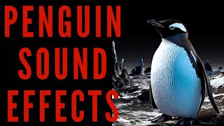 PENGUIN SOUND EFFECTS  Penguin Noise and Sounds  Maktubytv [upl. by Hilaria]