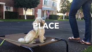 Havanese Obedience Demo [upl. by Lepley]