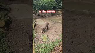 HEY TUSKAR wildlife tuskar animals singapore singaporezoo nature [upl. by Laikeze]