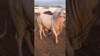 MashAllah❤️ cattleupdate bull ytshorts reels farm yt animal shorts cow farming beauty [upl. by Kariv]