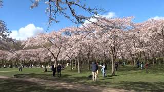 Bloesempark Amsterdamse Bos 2023 Japanse Kersenbomen staan in bloei [upl. by Elleynod]