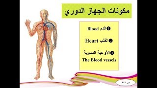 جهاز الدوران في الانسان [upl. by Cristina]