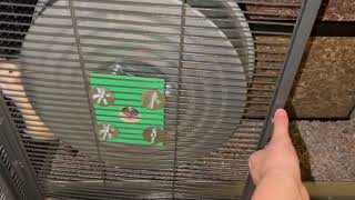 Naturalistic cage tour of a 6 unit critter nation for pet rats [upl. by Dacey]