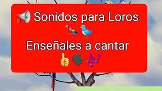 MUSICA PARA LOROS🦜Silbido de la CUCARACHA para estimular el canto a los LorosPeriquitosAgapornis [upl. by Ellehcem129]