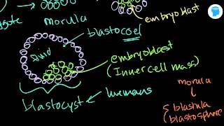 Online tutorial on Embryonic stem cells  Biology [upl. by Nomihs412]