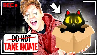 Do NOT Take This EVIL Cat Home ALL ENDINGS UNLOCKED [upl. by Walcott193]