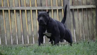 Black presa canario female Bruja de CarpatCan [upl. by Ahsenauj]