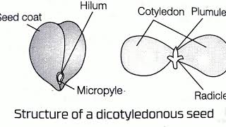 Dicotyledonous seed Structure of seed Dicotyledonous seed in hindi [upl. by Keefe]