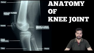 KNEE JOINT ANATOMY [upl. by Avid]