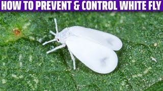 White Fly – How to prevent and control it [upl. by Ahsieit]