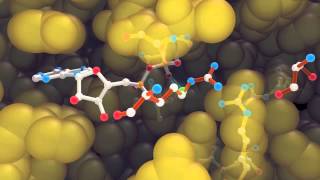 F₁ATPase catalytic site binding and hydrolysis of ATP [upl. by Monteith750]