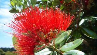 Music of the plants Pohutukawa Tree [upl. by Lazes]