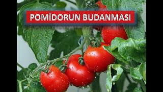 Pomidorun budanması [upl. by Letsirk]